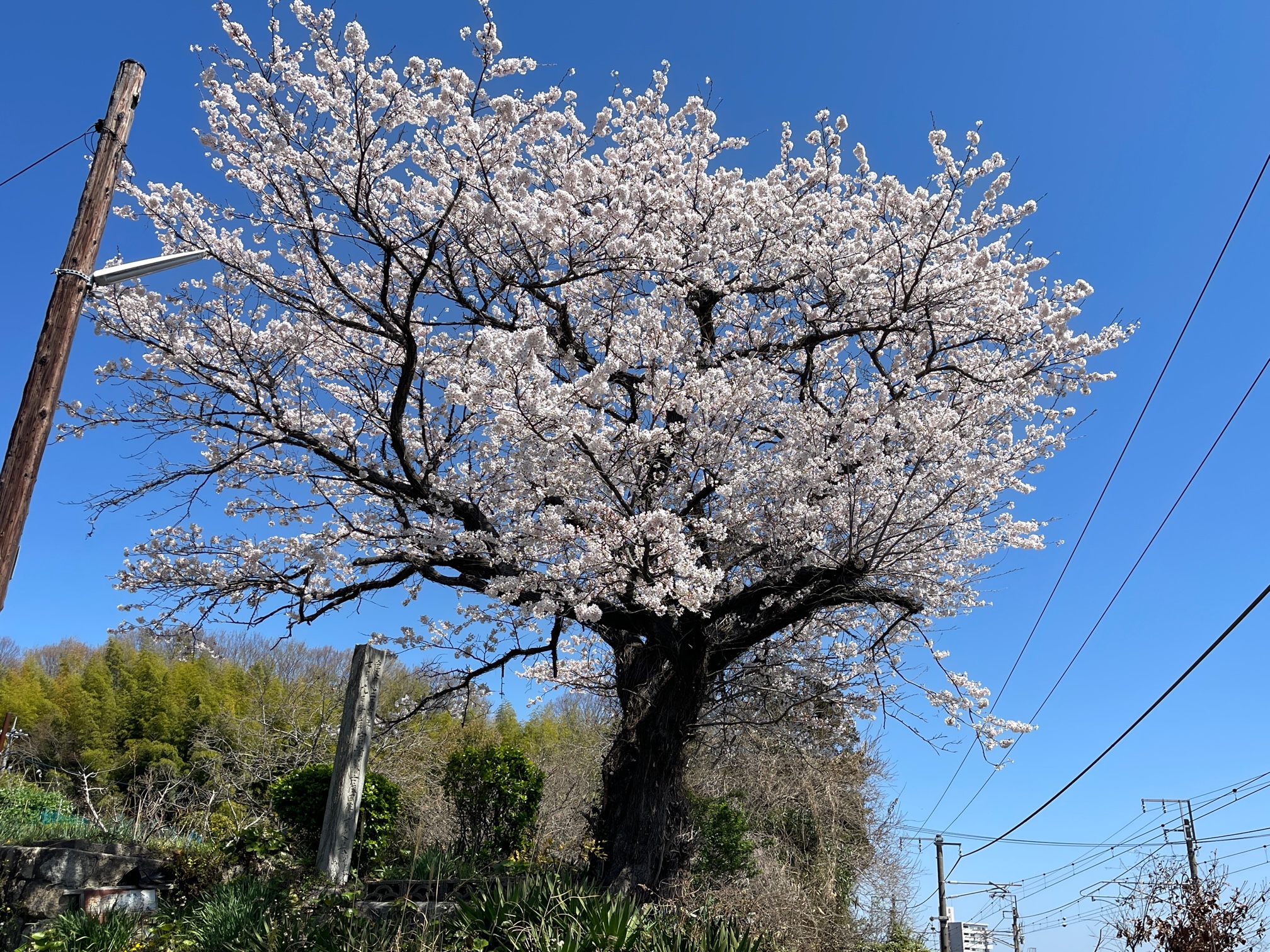 「残念さん」幕末の悲しい歴史と桜の木について | 海その”i”